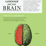 Infographic: Language and Your Brain